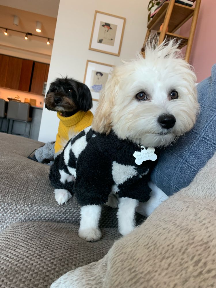 White dog in a checker print sweater and black dog in a mustard colored sweater sitting on a couch