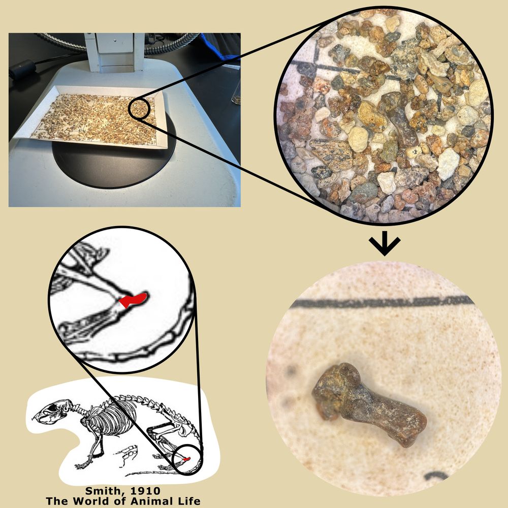 There are several parts to this image.

In the top left we see a picture of a tray of matrix (dirt) being viewed under a microscope. A circle is cut out and magnified to the right, where we can see the fossil, the ankle bone (calcaneum) of a rodent. This is the view through the microscope and so the fossil is surrounded by bits of dirt and is very difficult to see. Below that is another view through the microscope where the dirt has been cleared away and only the fossil is left. On the left is a skeletal image of a rat with the ankle bone highlighted in red.

The fossil itself is somewhat long and stick-like, with a protuberance on the end where the tendons would connect to. It's very small and brown.