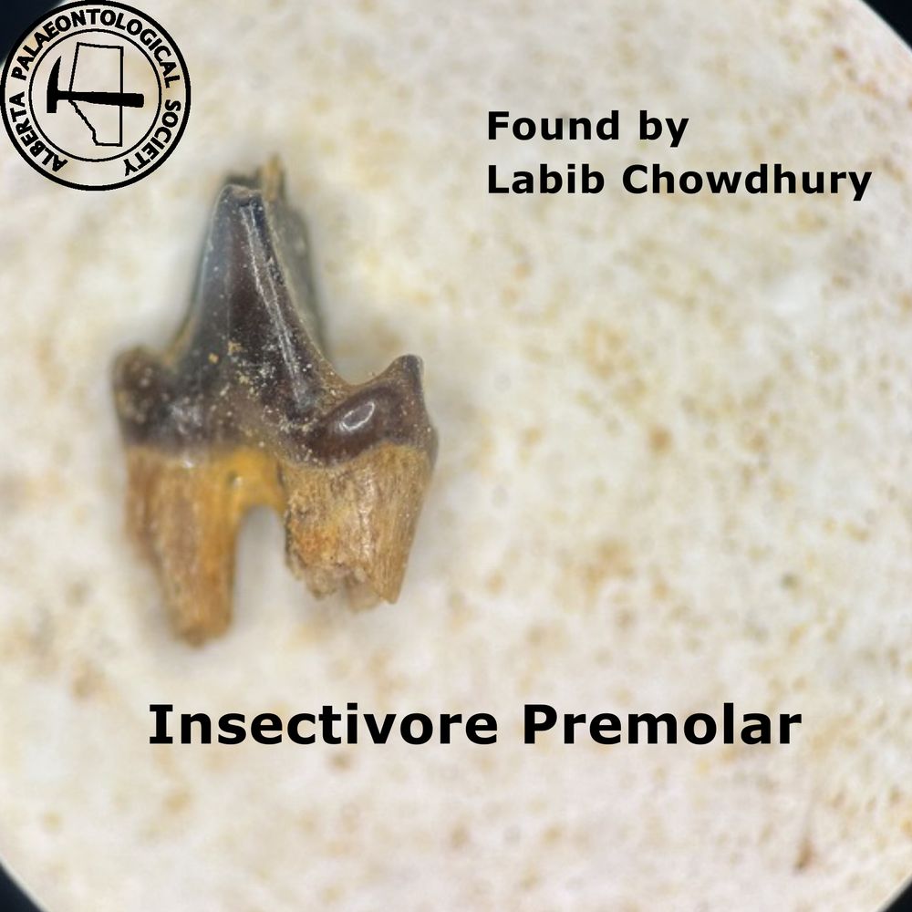 A picture of an insectivore premolar, found by Labib Chowdhury. The tooth is on the white background of a slide and has a dark-brown enamel top and a lighter dentine root. There are two visible roots. The darker enamel portions are split into three high peaks.