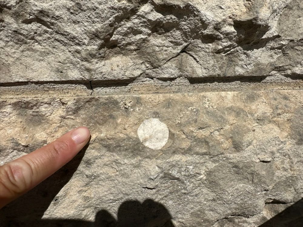 A picture of wall, with two bricks of Tyndall stone. The stone is a mottled cream colour. In the middle is a small, white circular fossil with what looks like spokes radiating from the centre. This is a cross-section of a rugose coral!
