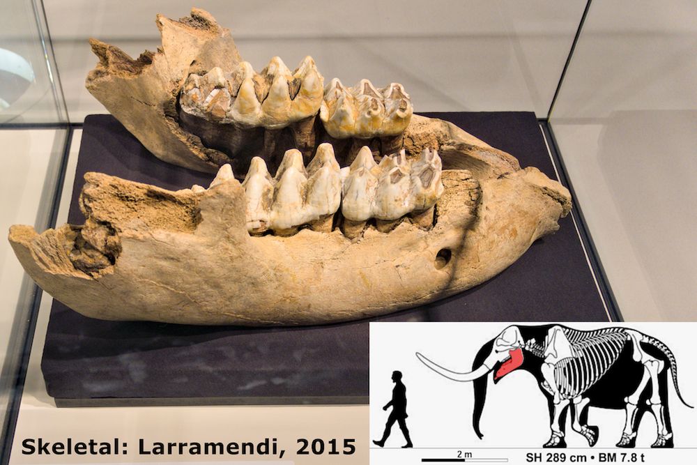 Two lower jaws of a mastodon in a museum display. The teeth have very high cusps. In the corner is a skeletal of a mastodon next to a person, showing that the person roughly comes up to the mastodon's shoulder.