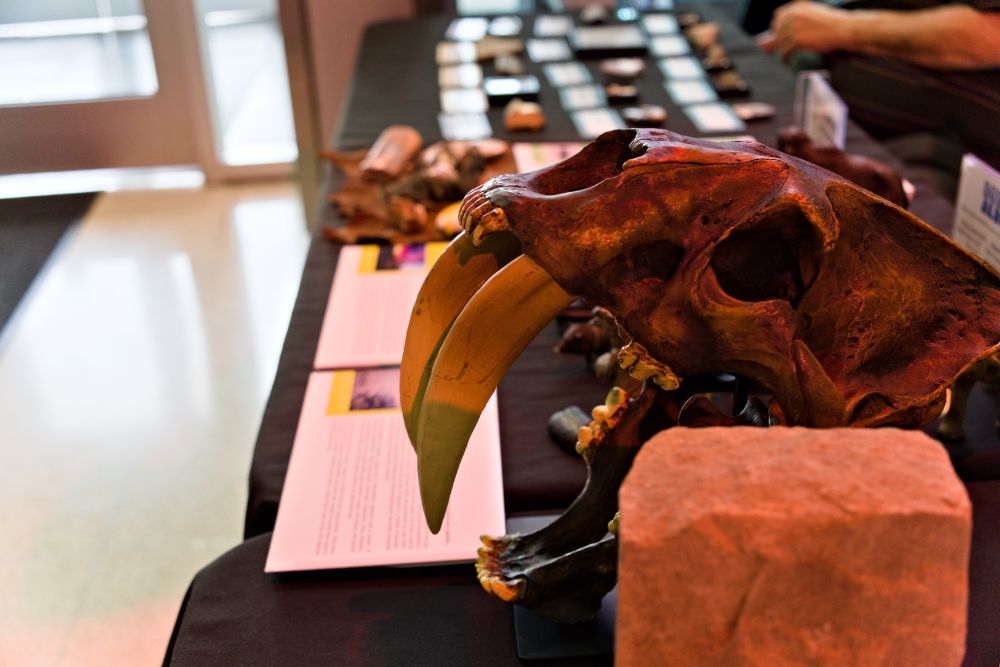 A closeup of a table with lots of fossils on it. In the foreground is a cast of a Smilodon skull with the teeth prominently displayed.
