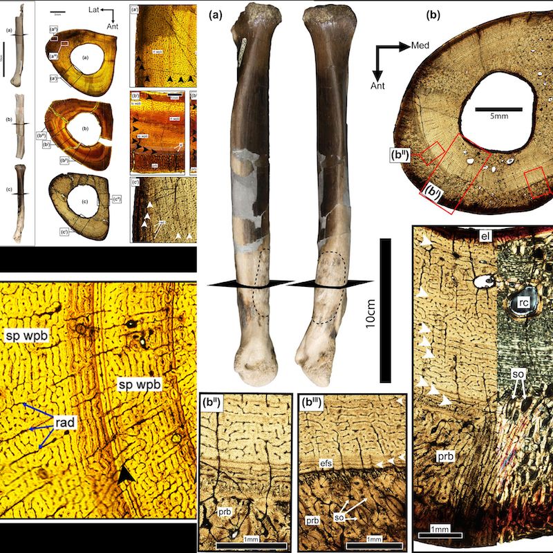 Another composite image. In the middle is a large image of two metatarsal bones with a plane through them showing where the bones were cut. Surrounding that are several different images of the cross sections, again showing growth lines and other elements of the histology.