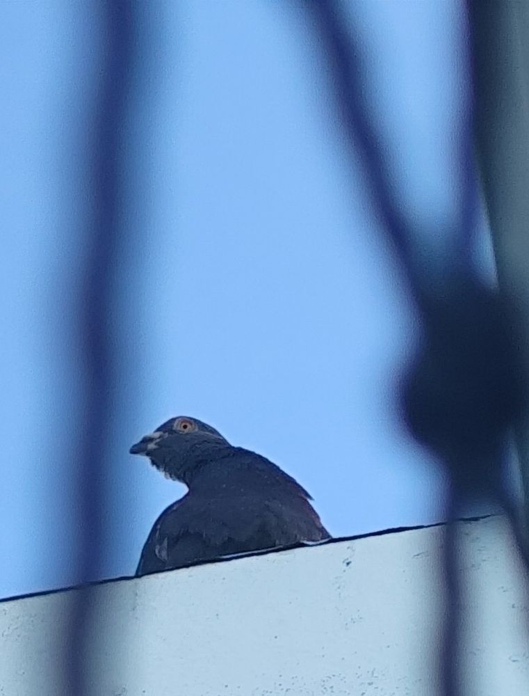 Foto de um pombo preto tirada de baixo pra cima. Ele está no parapeito de um prédio olhando para frente com o pescoço virado pro lado.