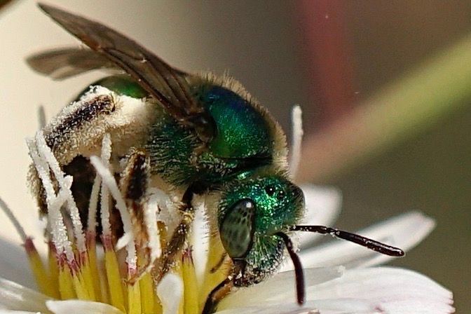 A brilliant green bee with dark green compound eyes (eye shape reminds me of an inverted teardrop. Her thorax is covered with short off-white hairs. dots of dark grey in her eyes. She has light brown wings, black antennae and a large amount of ivory-colored pollen collected on her hind legs. Her brown tongue is visible, extending into the flower base from between her mandibles: she is drinking/collecting nectar.