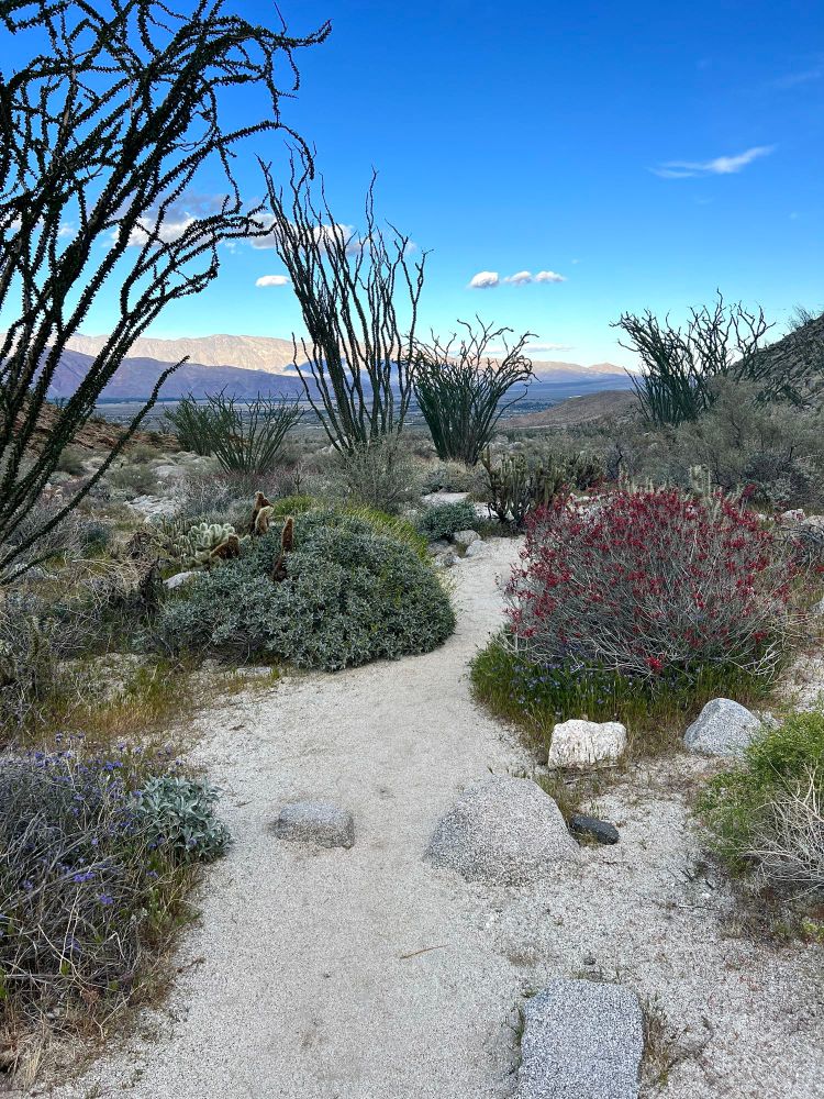 Desert shrubs and cacti border a   trail. The trail surface is an off- white colored sand.