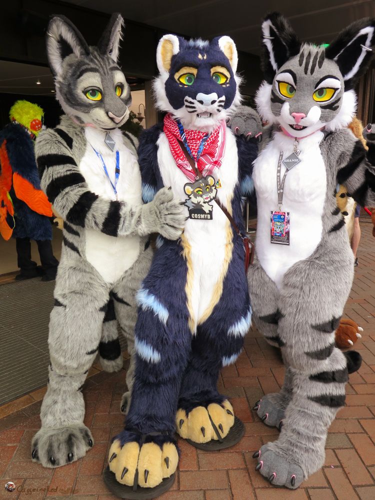 In full fursuit Cosmyd between to Shanie Tabby Cats 
