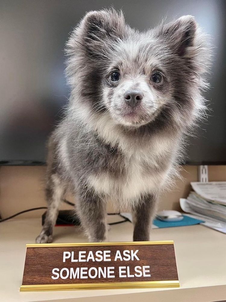 A small dog standing next to a sign that says PLEASE ASK SOMEONE ELSE