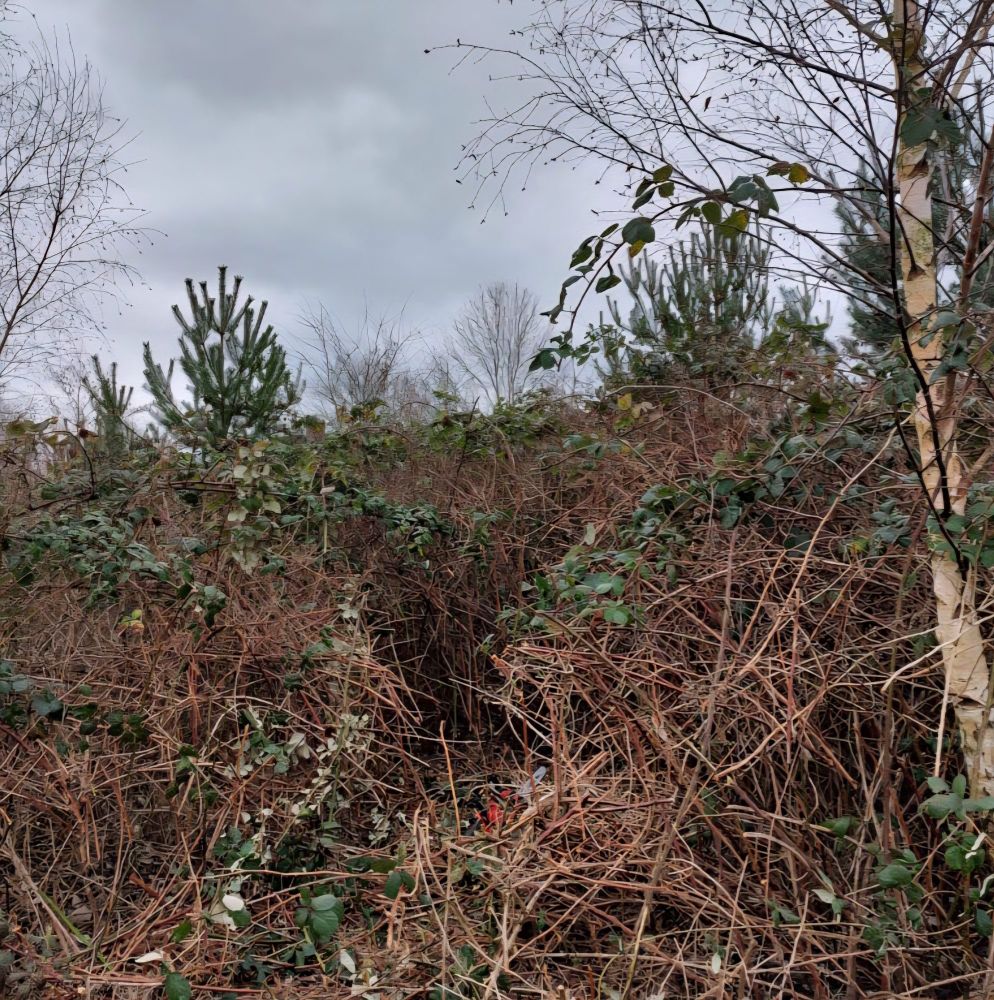 An overgrown path, brambles and branches.