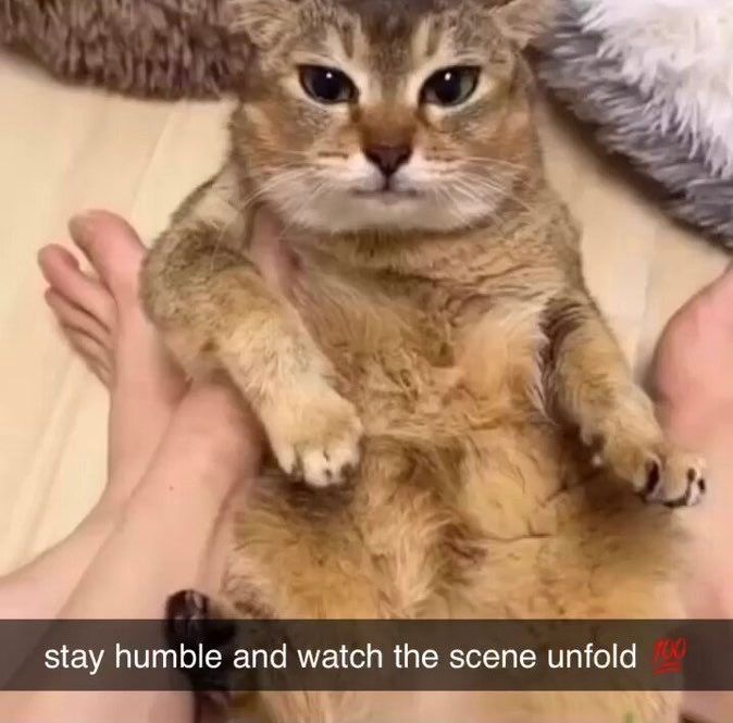 cat looking displeased at the camera whilst between someone's feet. text over image says 'stay humble and watch the scene unfold 💯'