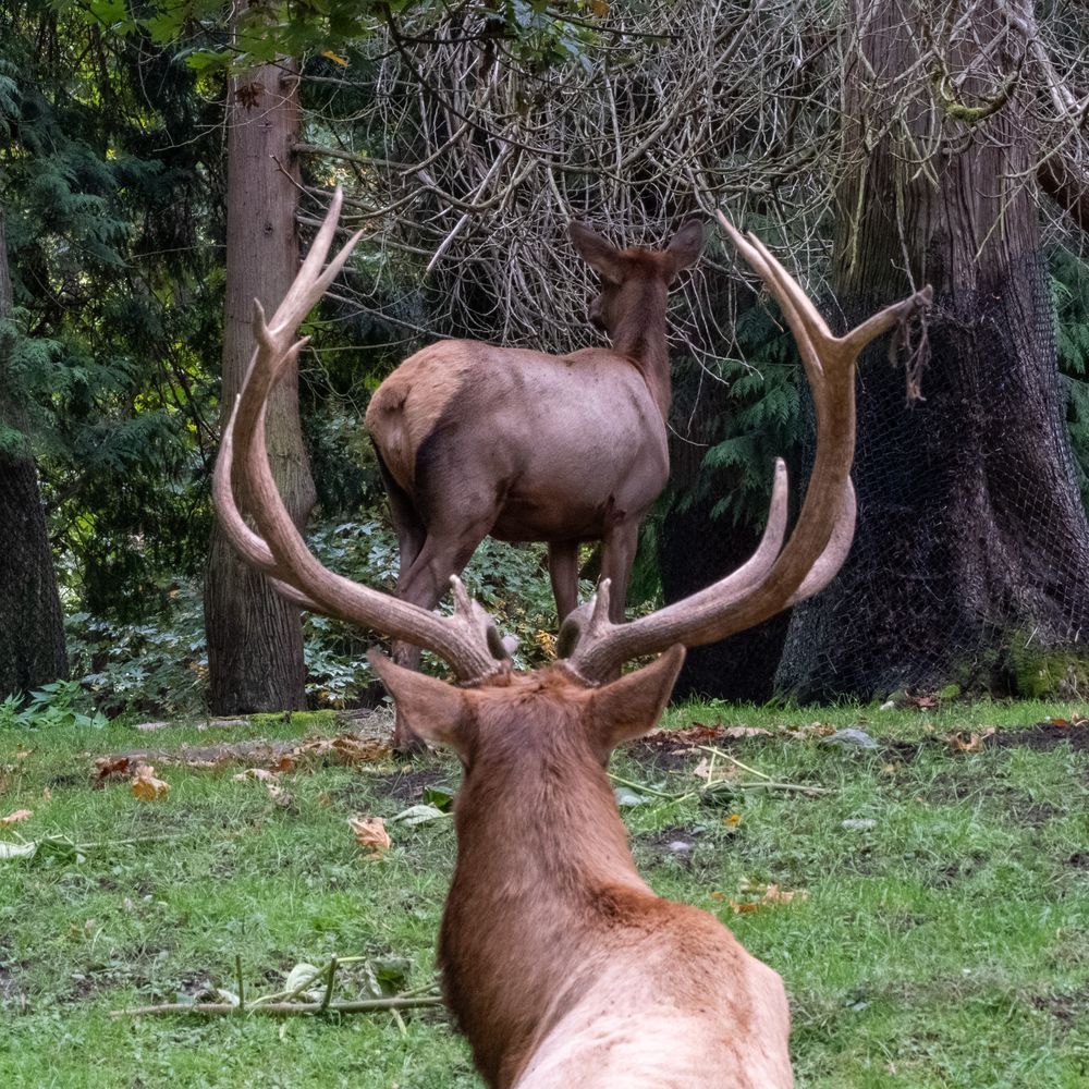 Male elk in the foreground with large antlers framing a female elk. Both facing away from the camera.