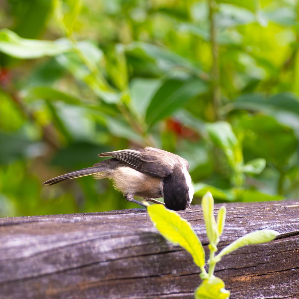 Black capped Chickadee sticking their beak into a hole on a fence
