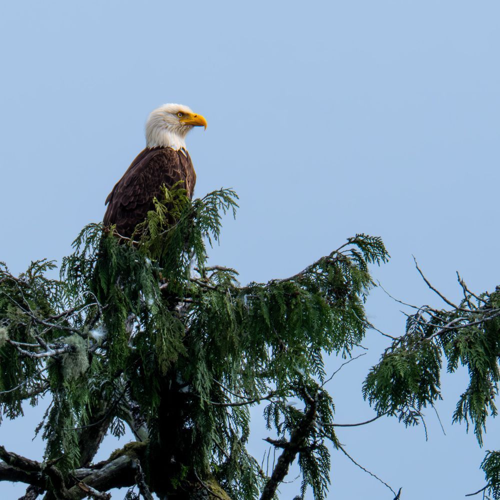 A Bald Eagle sitting in the top of a tree, with a blue sky behind it