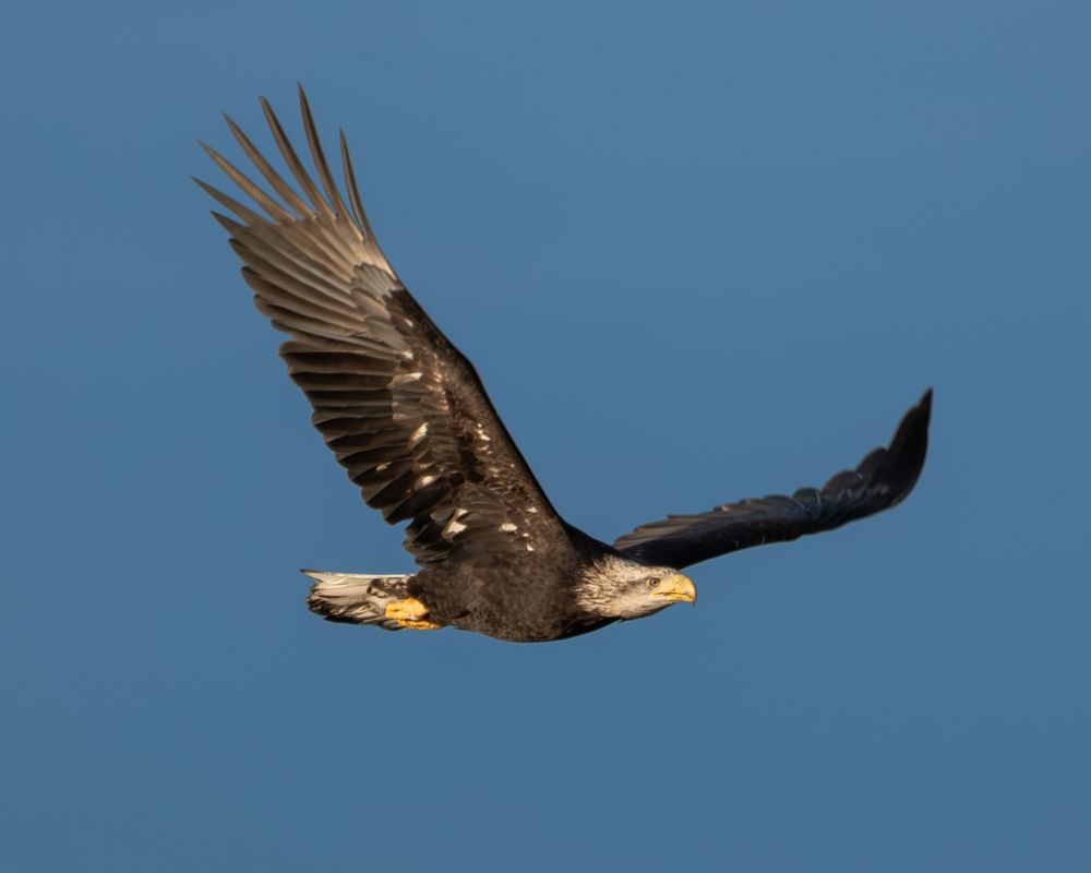 An eagle, slightly muddy, soaring through the sky, wings upswept