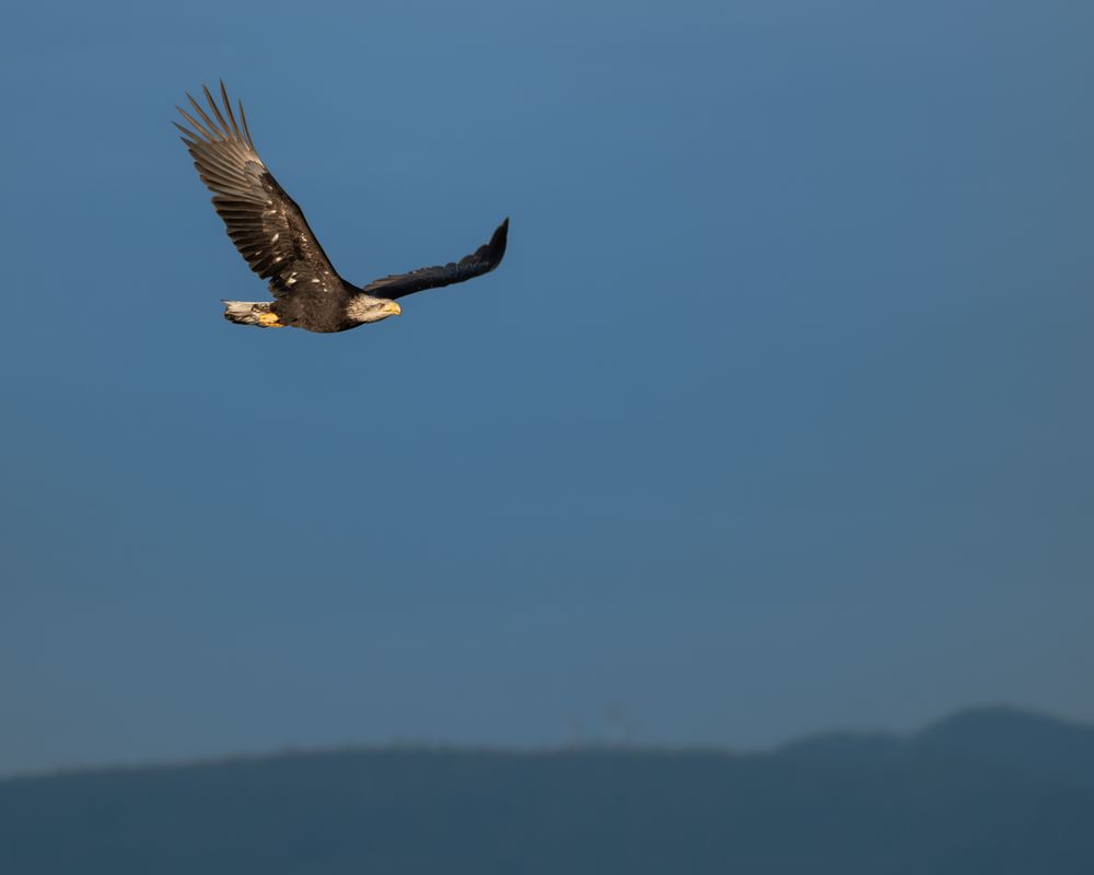 Zoomed out shot of the same eagle, slightly muddy, soaring through the sky, wings upswept. Hills fuzzy in the distance