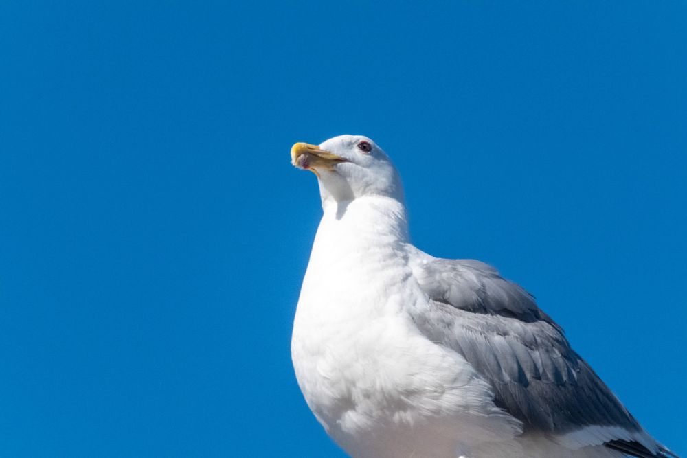 Seagull from a bit  below, blue sky behind, looking at a 45 degree angle from the camera.