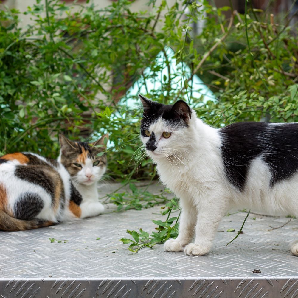 Two cats, one in the foreground with white and black fur, one in the back with orange, brown and black markings