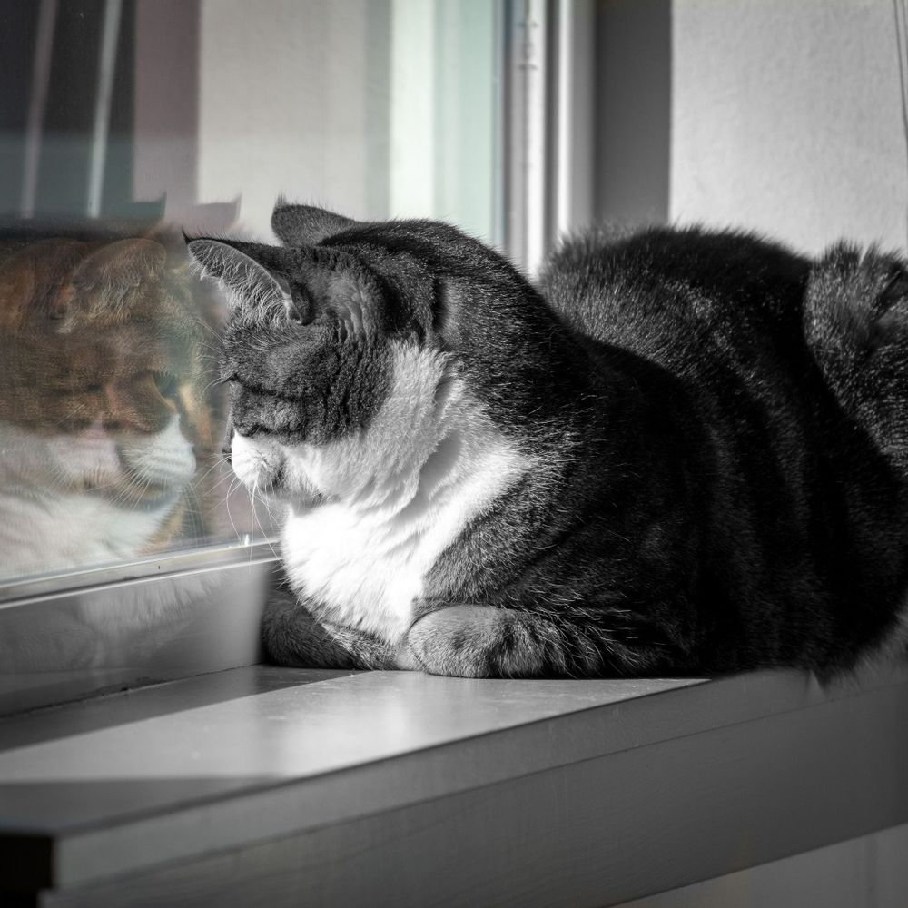 Black and white photo of a cat, who is looking out a window. Her reflection shows her in color, with tabby coloring