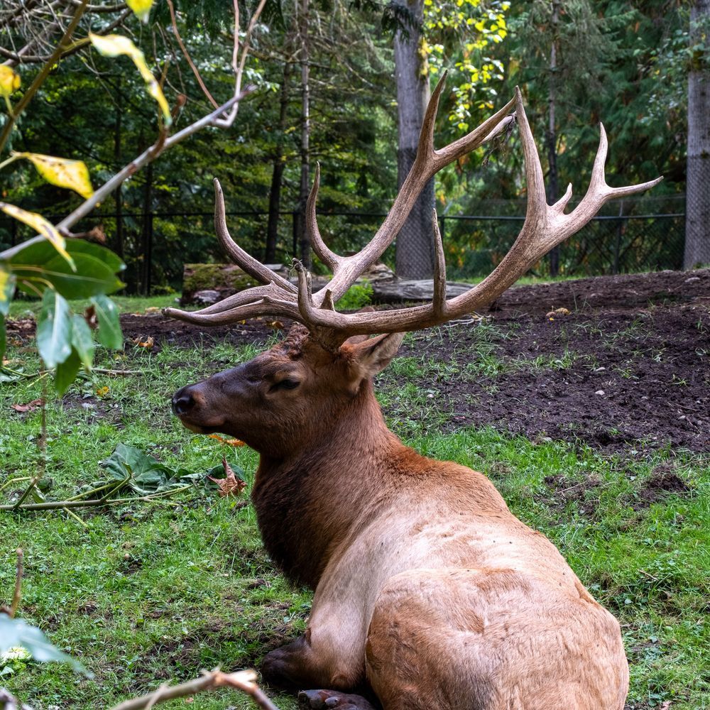 Side profile of the male Elk and his impressive antlers