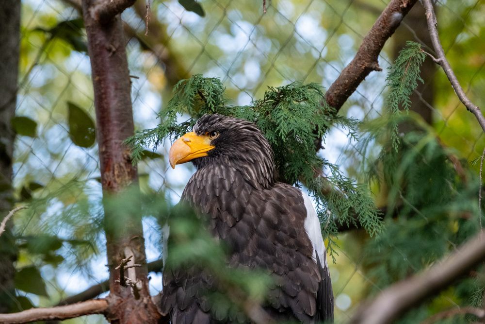 Steller's sea eagle