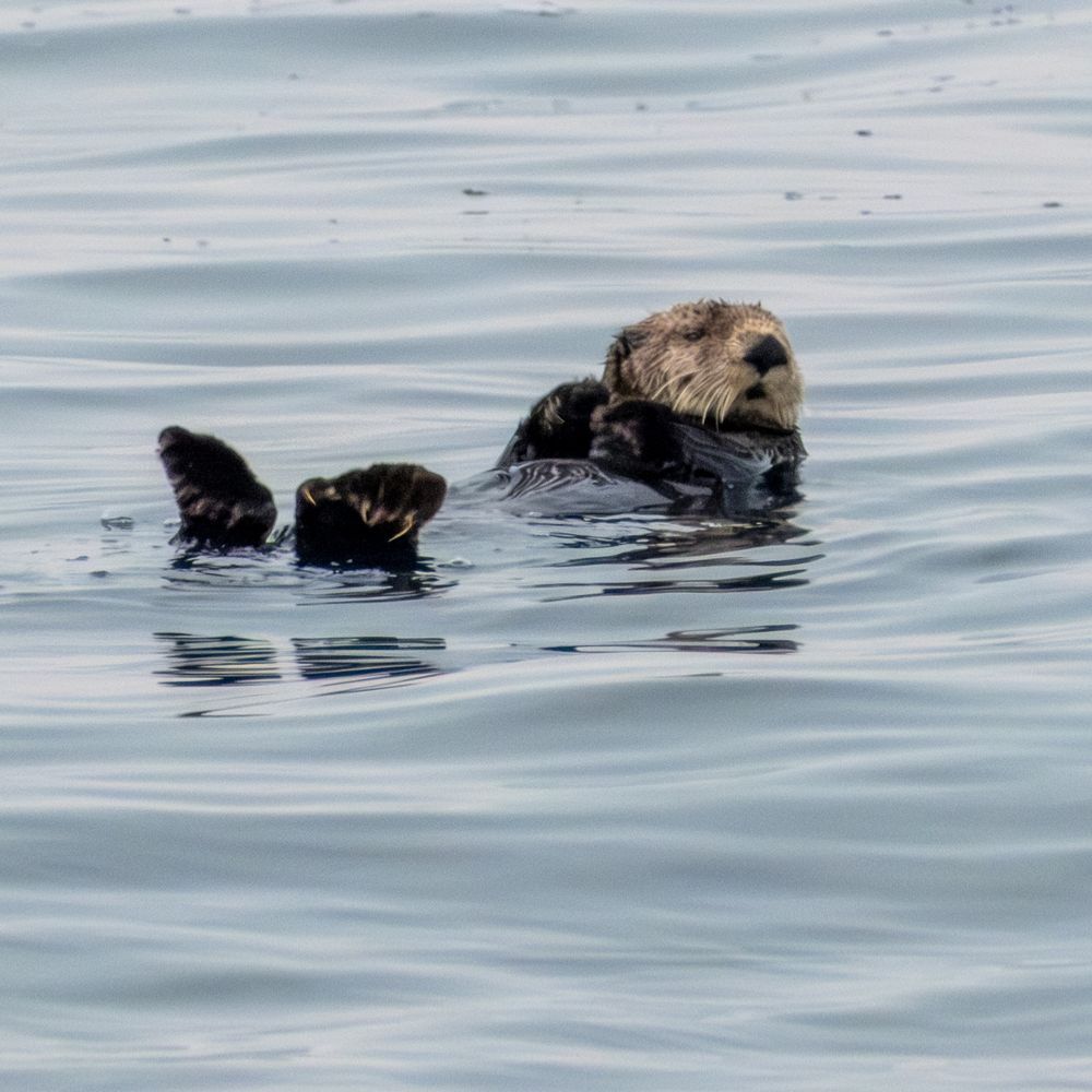 An otter floating in still water, head & toes above the water, looking to the side