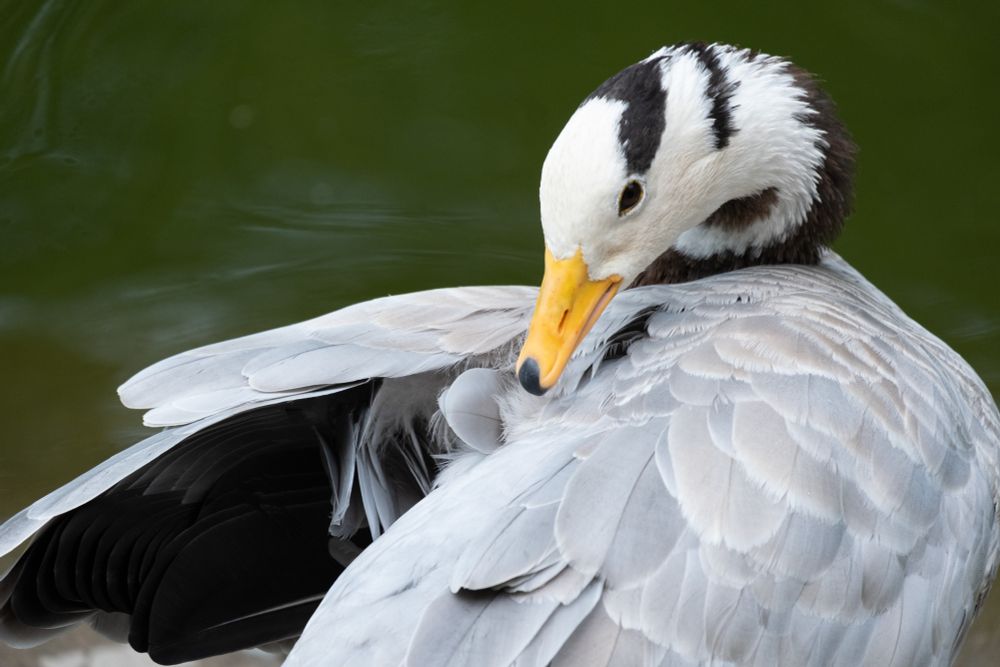 Goose with their head 180 degrees back, dealing with an itchy back, closer up view showing their striped head and yellow beak