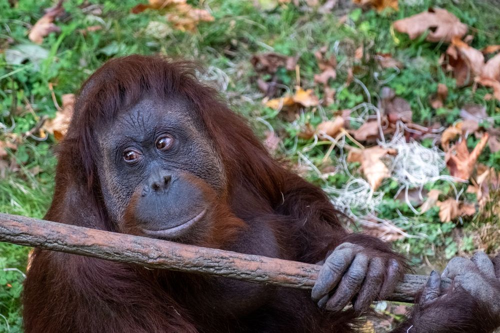 Orangutan looking up and to the side