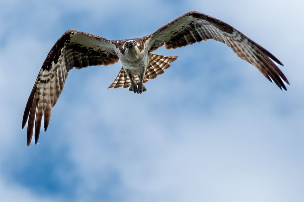 Osprey in flight, in front of a blue sky with clouds.