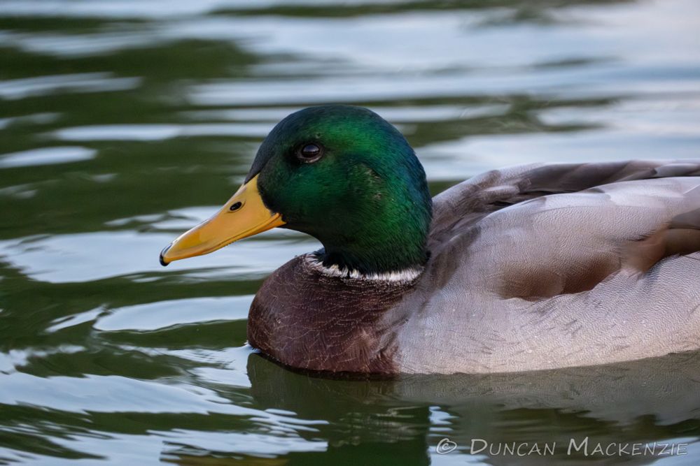 Close shot of a mallard on some green water