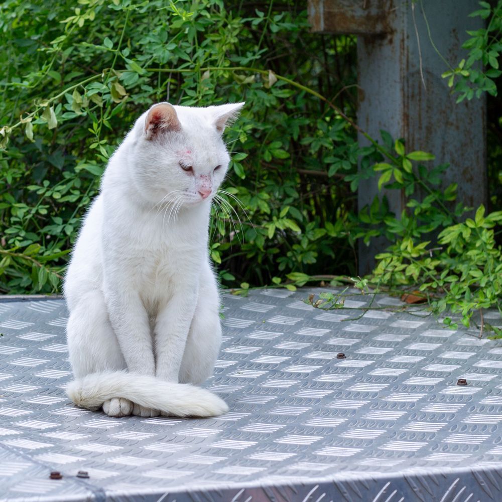 White cat, looking a little beat up, standing on a metal platform in front of some bushes