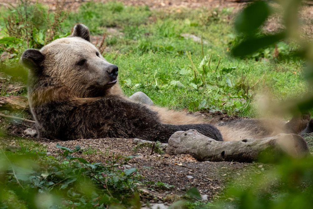 Brown bear lounging