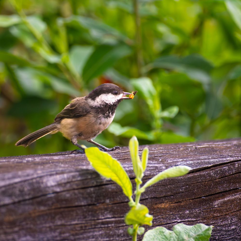 Black capped Chickadee lifting up something they found in the hole, success!