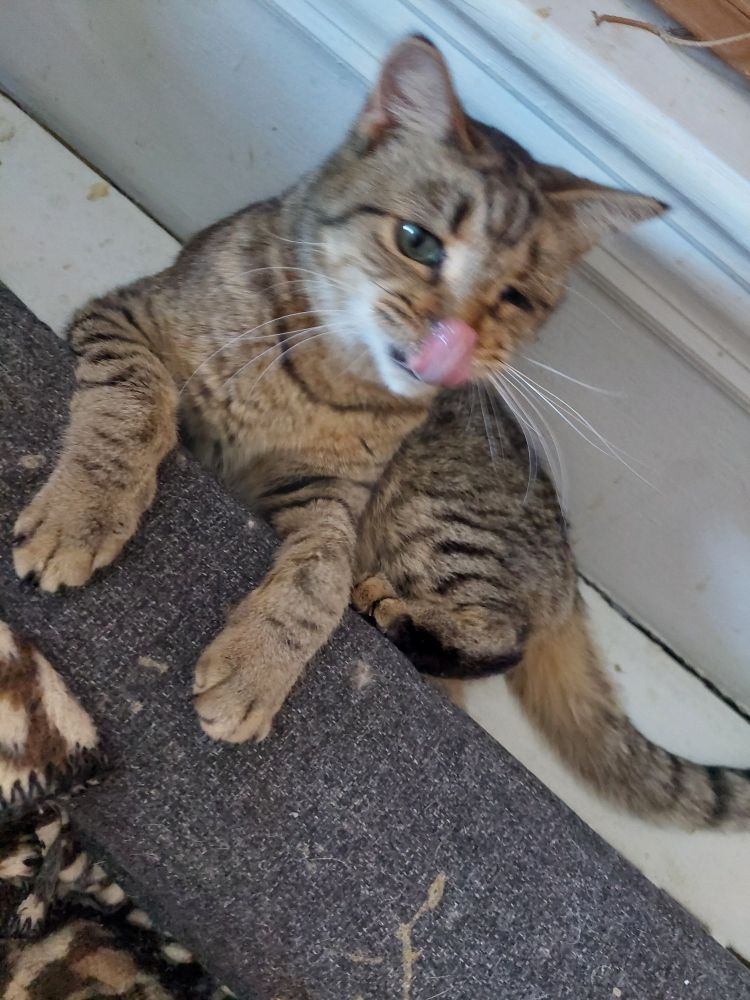 Small, brown one-eyed tabby cat licking her nose while lounging half on a radiator, half on a couch arm speckled with her snot.