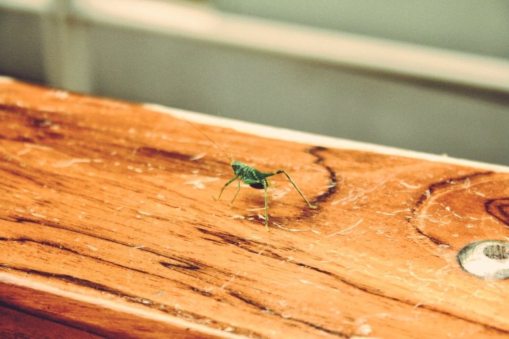 Humedal Córdoba - Bogotá

Foto: Tatiana Duplat