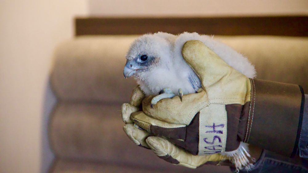 Gloved hands hold a fluffy peregrine falcon chick.