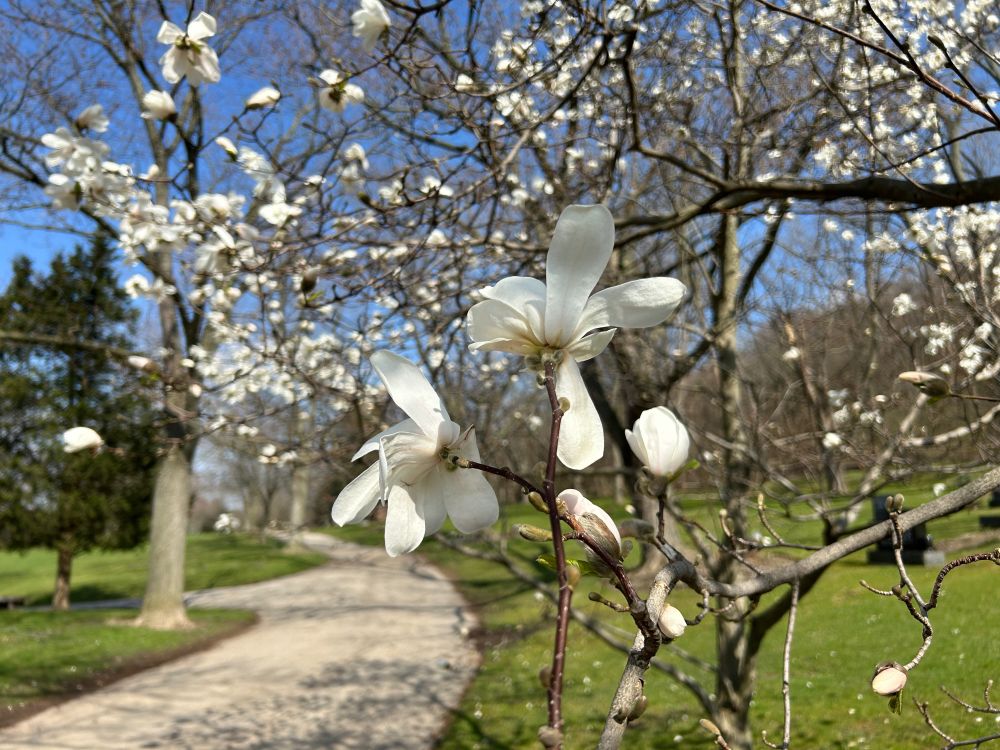 White magnolia blossoms on a tree
