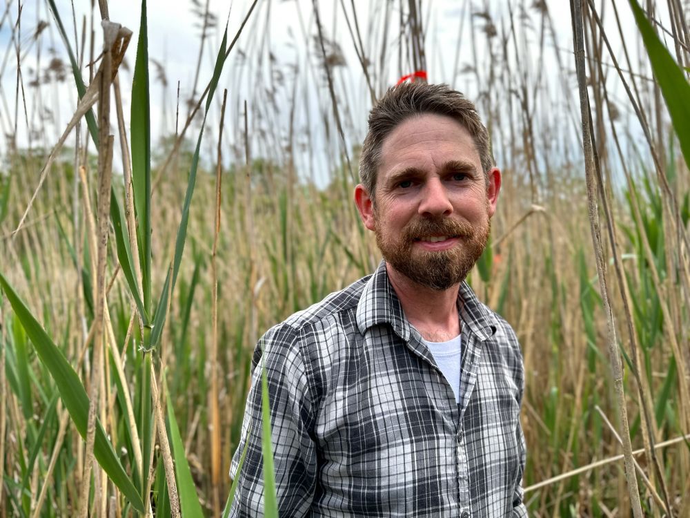 A person in a plaid shirt stands amidst a swath of tall green and brown reeds on an overcast day.