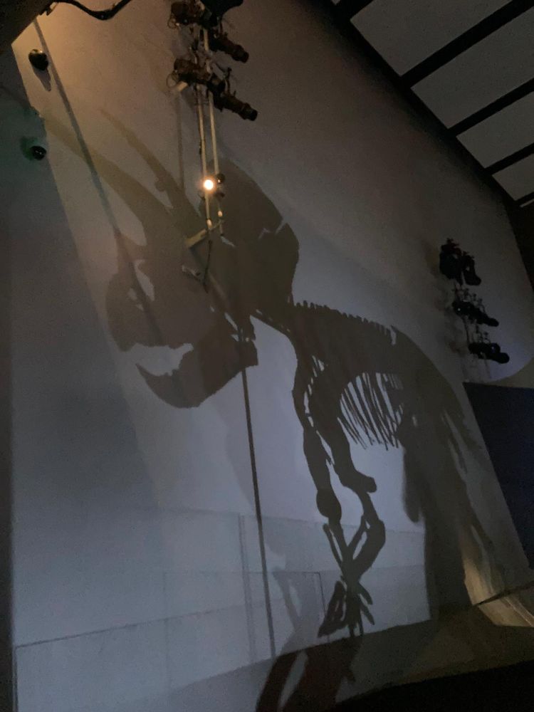 A multistorey wall, onto which is projected the recognisable shadow of a triceratops skeleton 