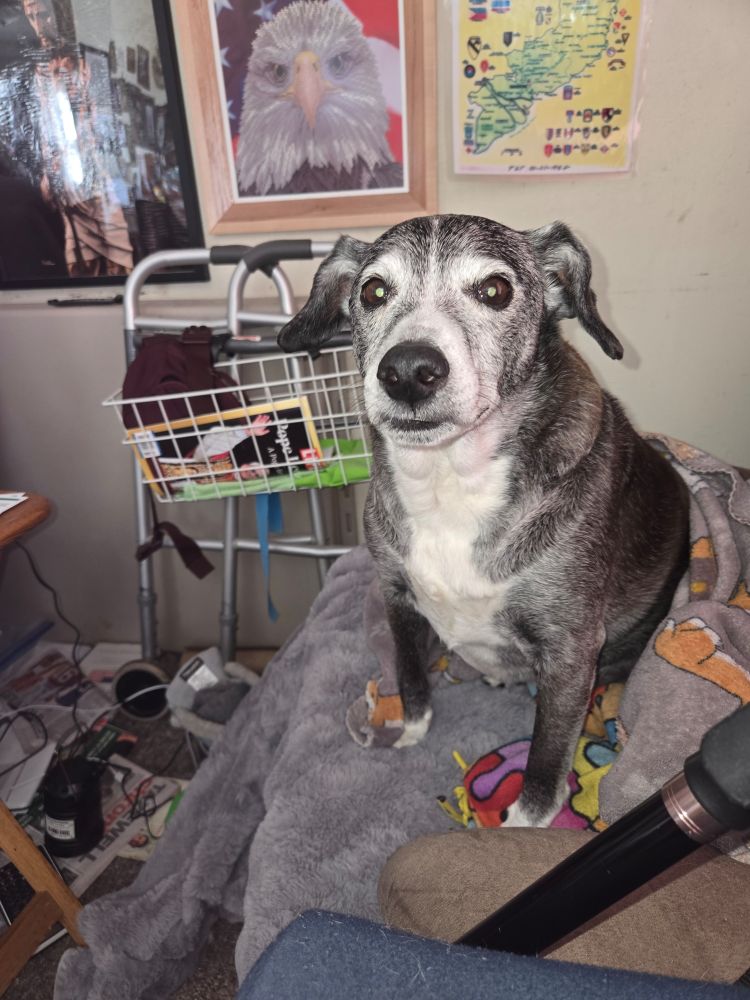 A black & white senior dog sitting on a grey blanket on a chair. 