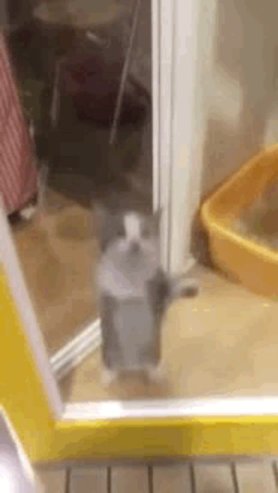 a cat is standing in front of a door with its paws up .