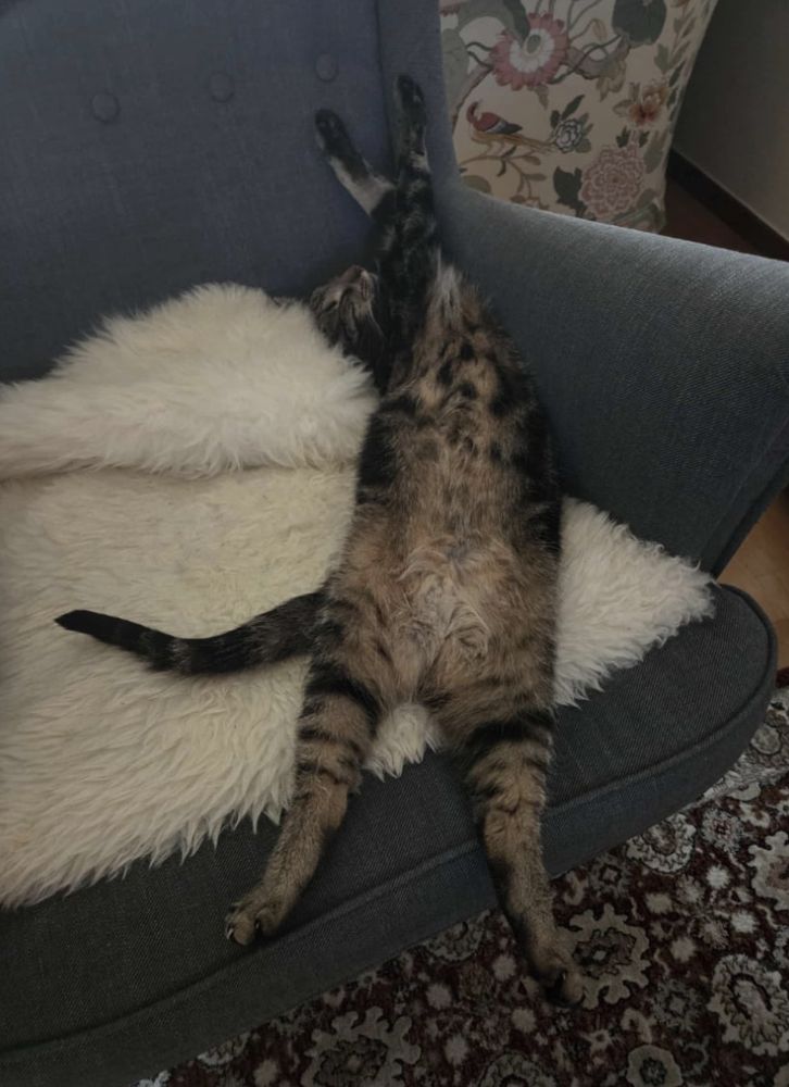 Bild på katt som ligger och sträcker ut sig på rygg