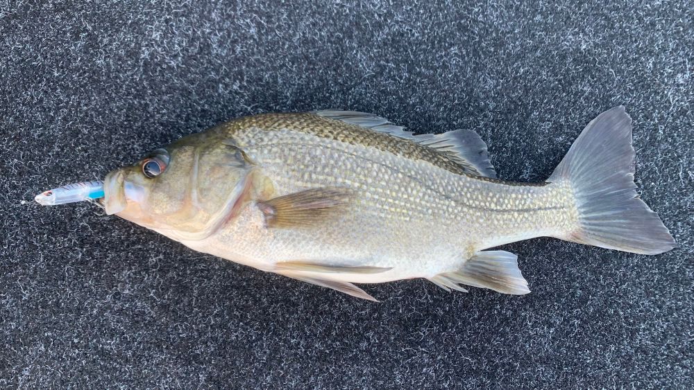 30cm at least, Australian Bass. Caught on a slippery dog daiwa surface lure. 