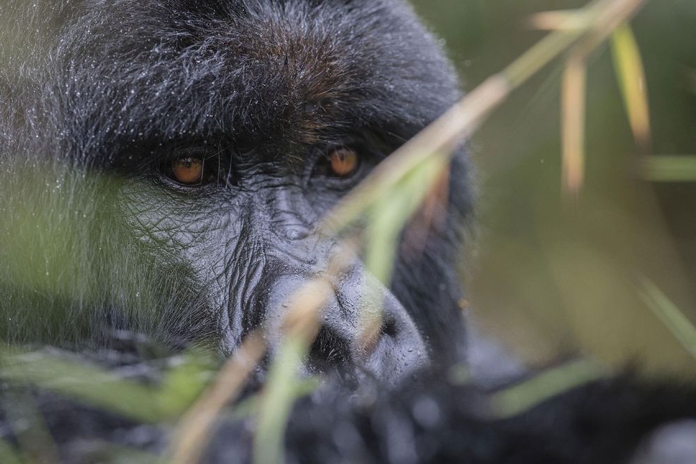 15 Days Gorillas And Tanzania Safari Our Best Luxury Itinerary Guide. This Ultimate Gorillas And Tanzania Safari Itinerary see you visit four wildlife meccas in Rwanda and Tanzania including Volcanoes...