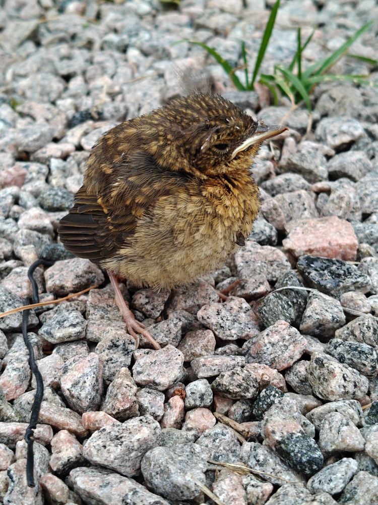 Fågelunge, ej artbestämd, på en grusgång