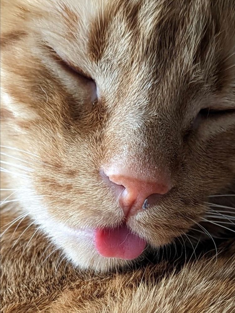 This is a close-up photograph of Morty, Kelsey's orange tabby cat, sleeping with his tongue sticking out. It's one of the most precious things I have ever photographed.