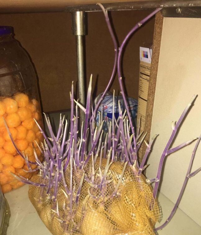 potatoes in a bag sprout wildly and outwards