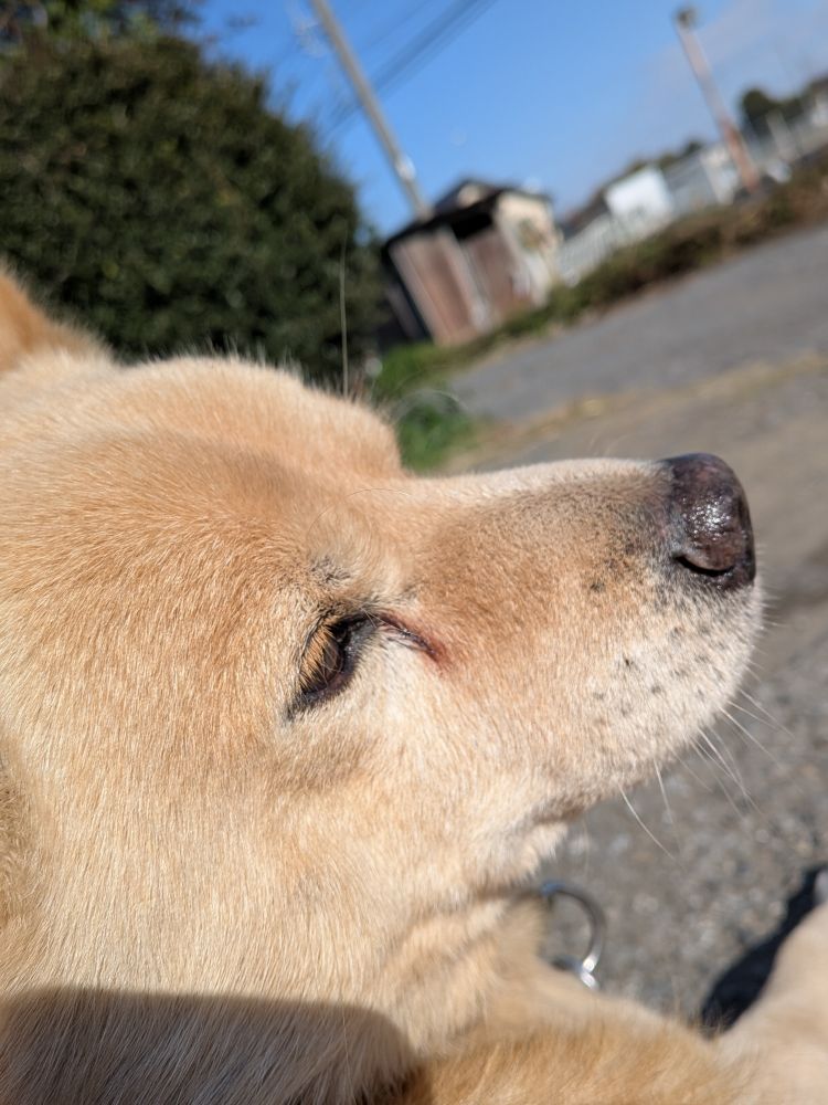 2枚目の写真の続き。
ドアップの犬の顔。
キラキラ光るひげや、小さなまつ毛まで写っている