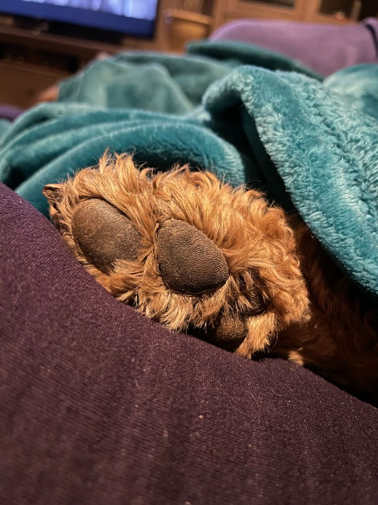 Penny the goldendoodle’s paw poking out from underneath a cozy teal blanket. 