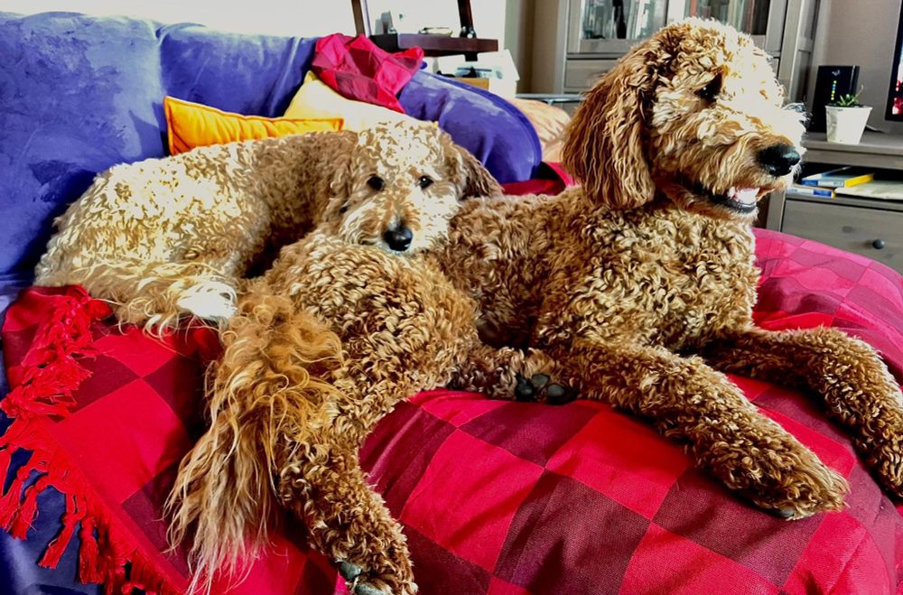 Billie and Penny lying on a bright and dark red checked blanket with a purple couch in the background. Billie is lying with her head on Penny’s back. Billie is looking at the camera, while Penny is looking right, into the distance. 