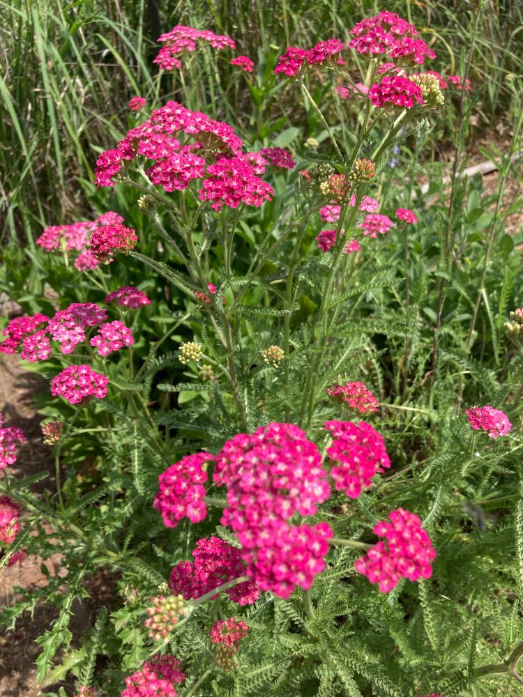 Yarrow plants with many bright pink flowers. 